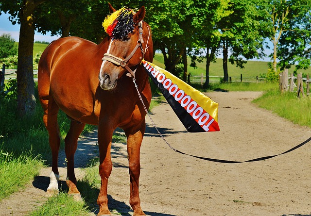 巴列卡诺的 巴列卡诺的